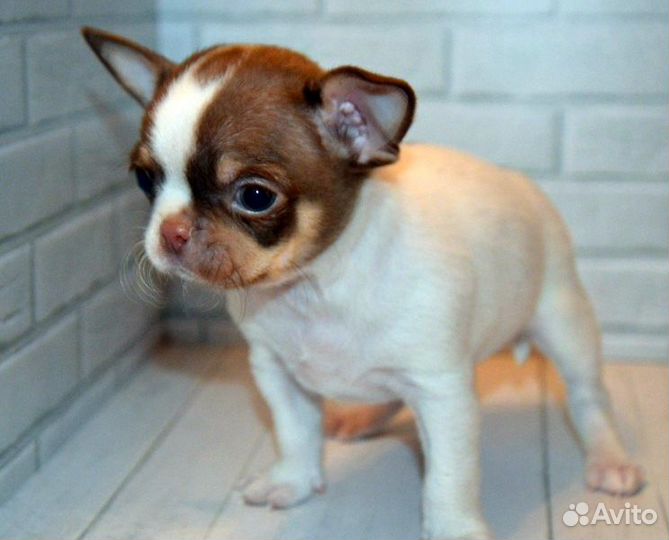 Чихуахуа очаровательные щенки разных окрасов