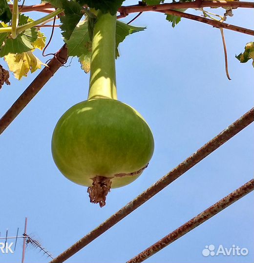 Продам плоды Африканской тыквы