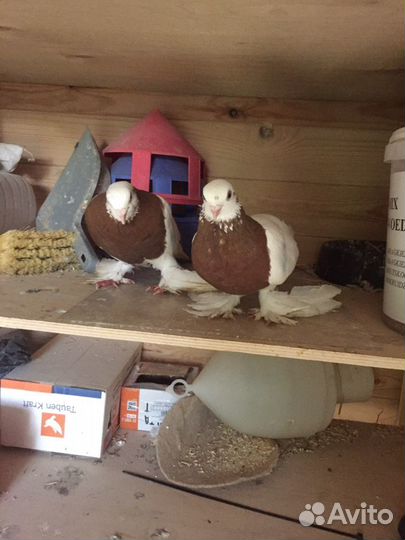 Продажа голубей