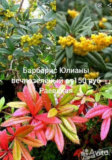 Вечнозеленые садовые кустарники