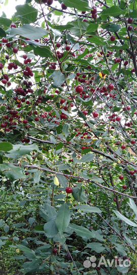 Саженцы вишни, смородины, крыжовника,малины