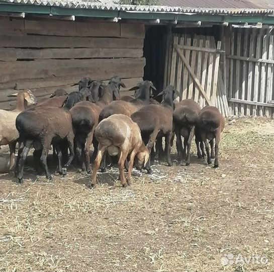 Курдючные бараны овцы