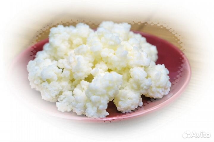 Кефирный тибетский молочный гриб. Бул. Комарова