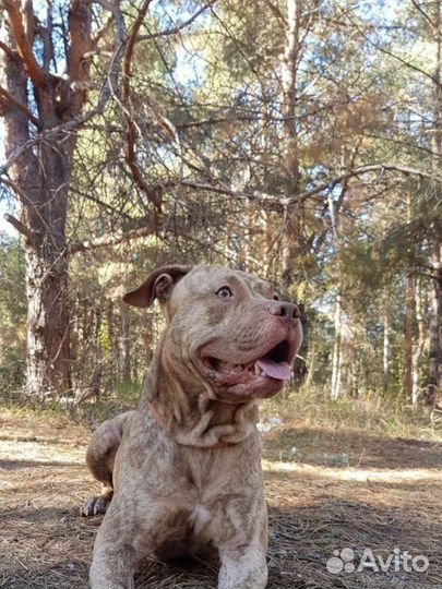 Питбуль вязка