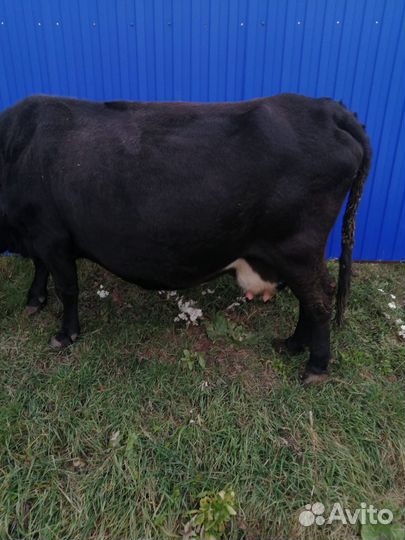 Корова стельная дойная