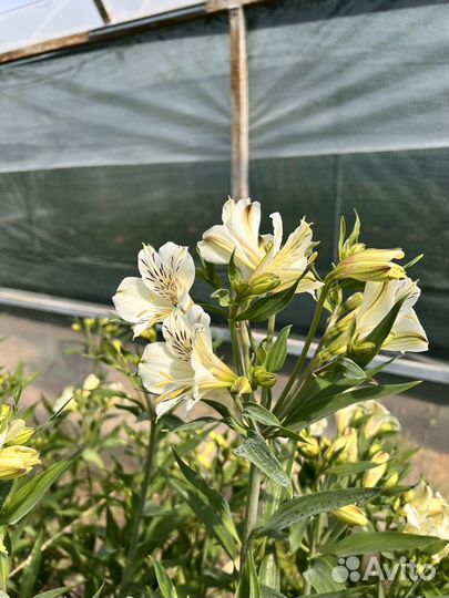 Цветы альстромерия