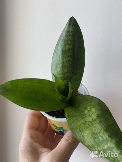 Цветы комнатные 120