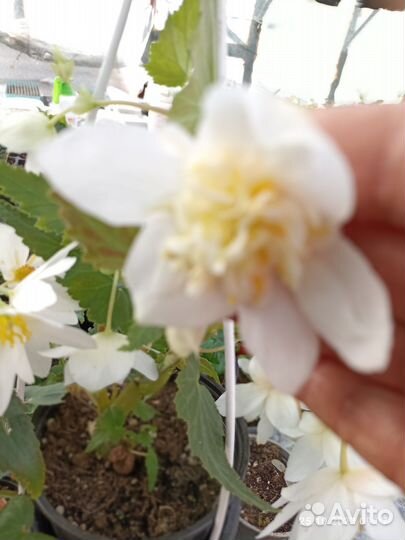 Растения. Комнатные и горшечные цветы