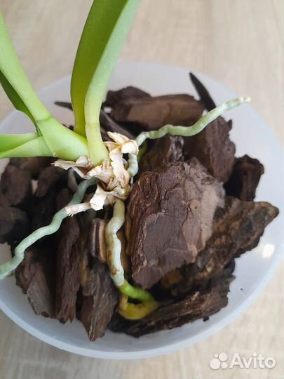 Продам орхидею