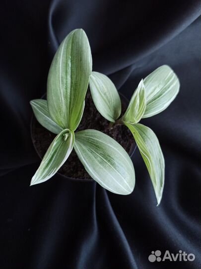 Комнатные декоративные растения