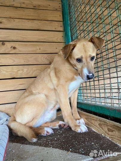 Собака Марго боится людей