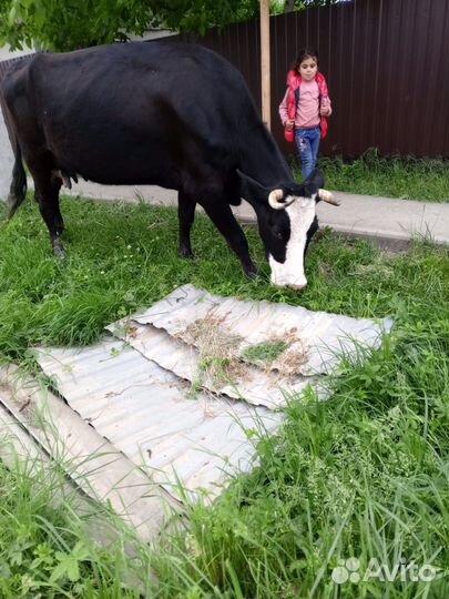 Дойные коровы