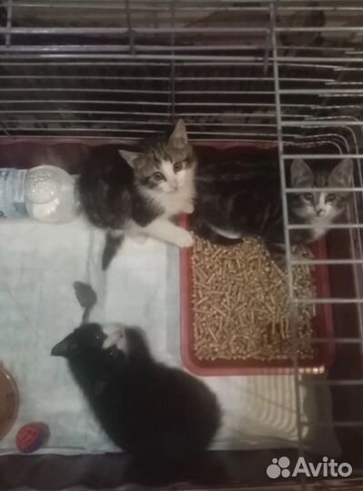 Котята ищут добрые ручки