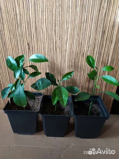 Колеус. Лимон