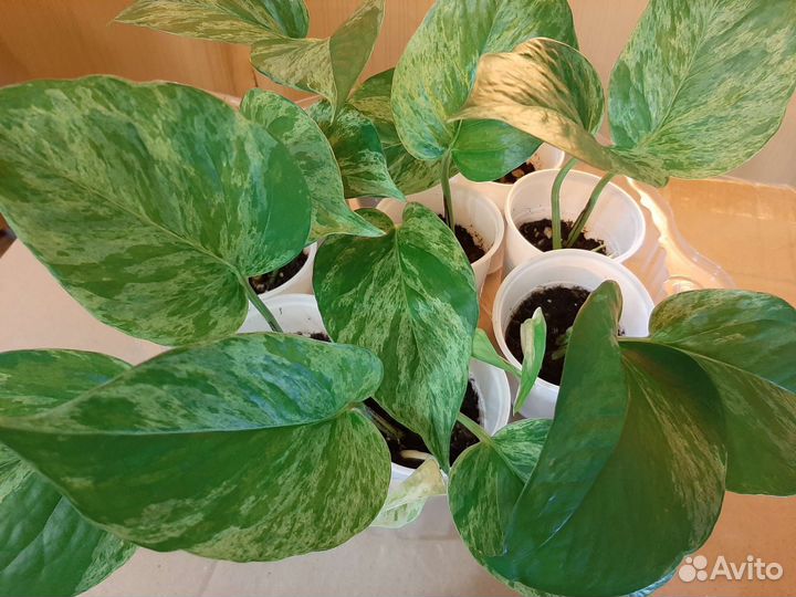 Комнатные цветы