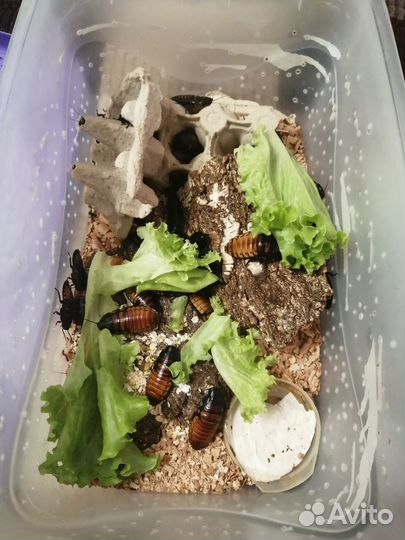 Мадагаскарские тараканы