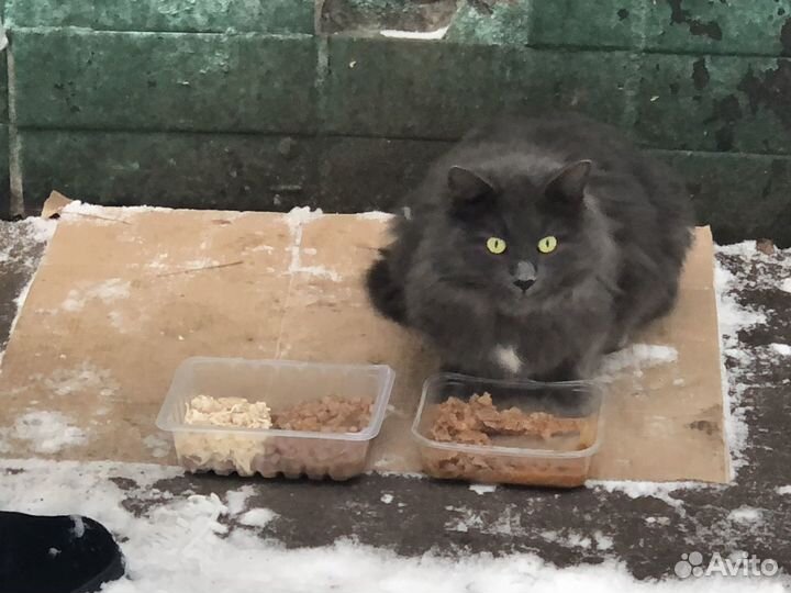 Котик-Нибелунг на улице,выбросили