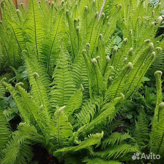 Папоротник садовый
