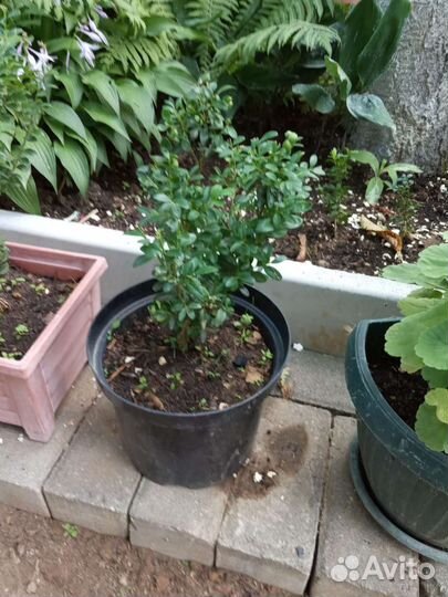 Комнатные цветы и садовые