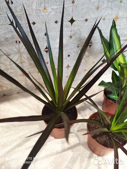 Драцена Магента тёмно-красная комнатные цветы