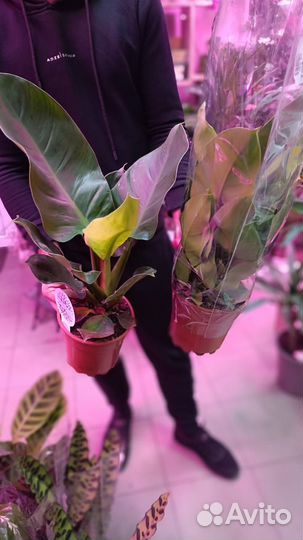 Филодендроны