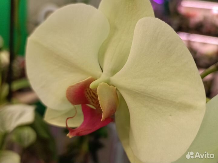 Орхидея фаленопсис