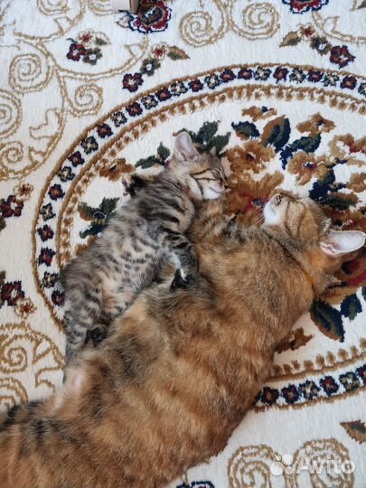 Курильский бобтейл