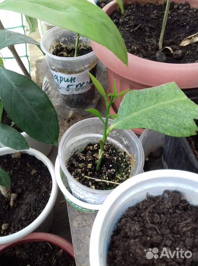 Прививки цитрусовых