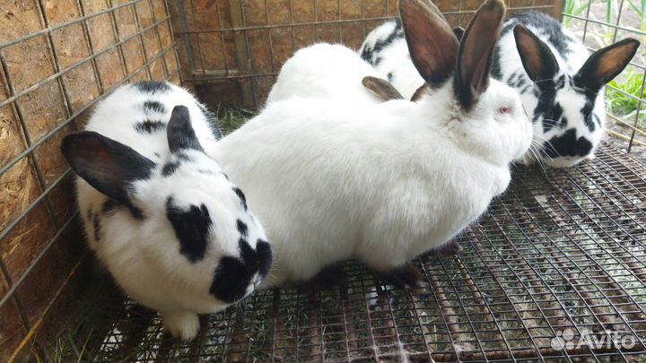 Кролики на племя