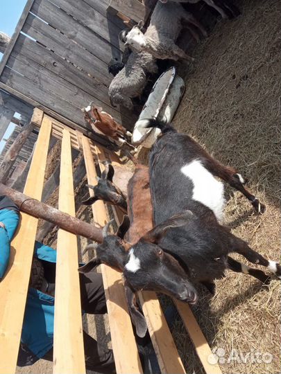 Дойные нубийские козы