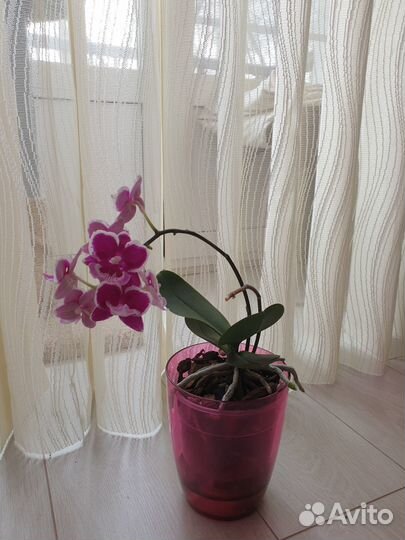 Орхидея Phalaenopsis Younghome '5152'