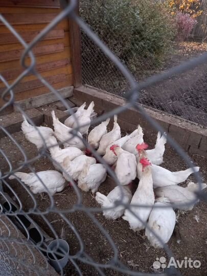 Продам куриц несушек