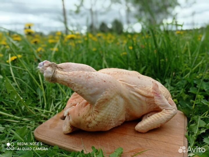 Фермерская домашняя курица ECO, цыпленок зерновой