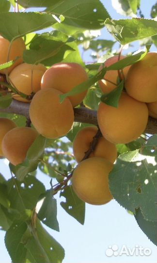 Абрикос
