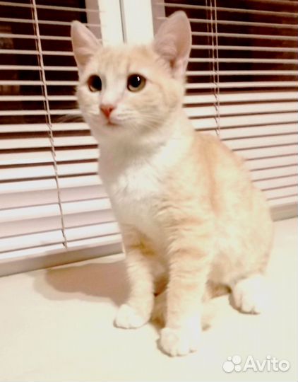 Кошечка 4.5 месяца
