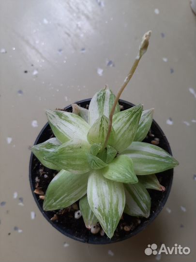 Хавортия cymbiformis forma 'variegata'