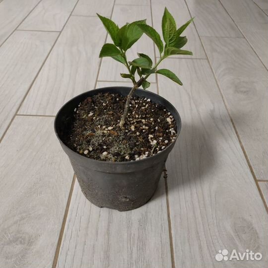 Гортензия метельчатая Полар бир Фрейзи мельба