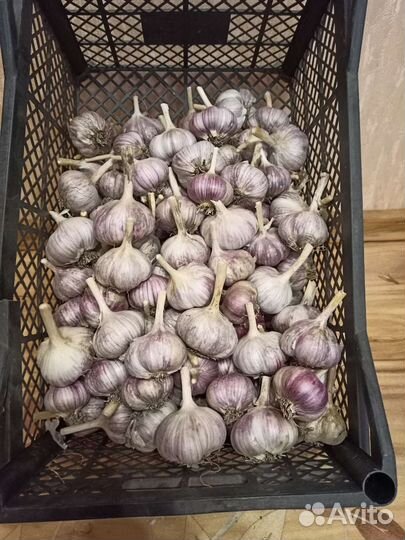 Чеснок озимый