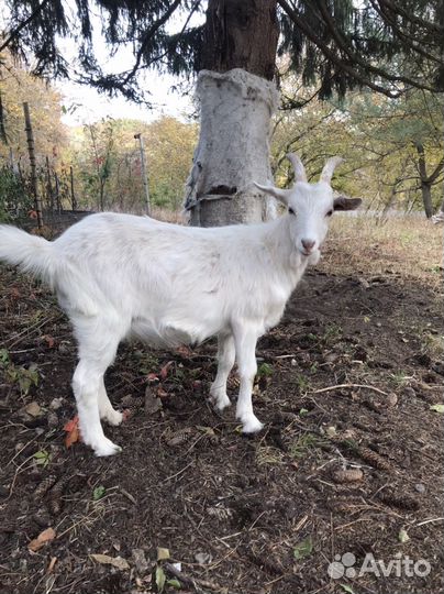Козлы 7 штук