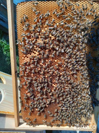 Пчёлопакеты карника Пчеломатки. Прополис