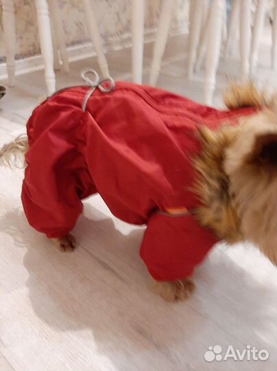 Утепленный комбинезон для маленькой собаки