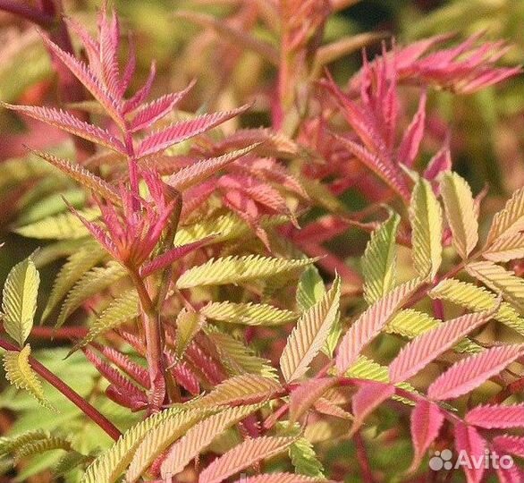 Красавчик рябинник 