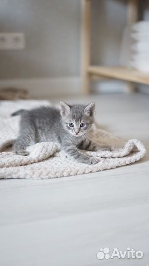 Котята в добрейшие руки