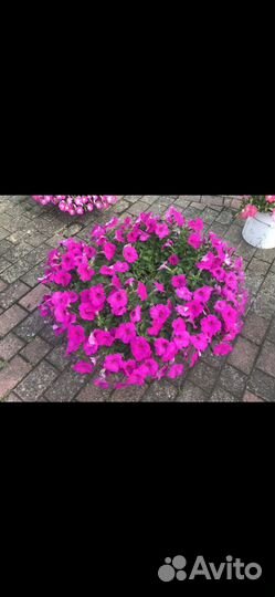 Цветы - Петуния Ампельная