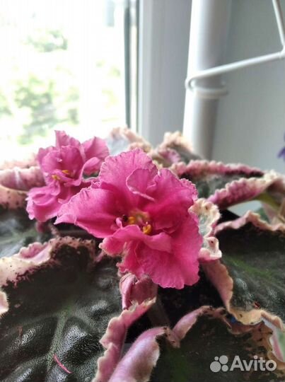 Фиалки сортовые