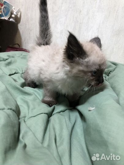 Котенок