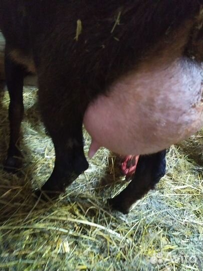 Козочки рождены 16.10.23