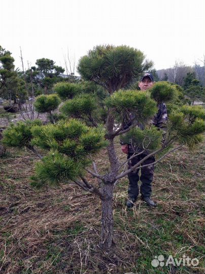 Дерево бонсай