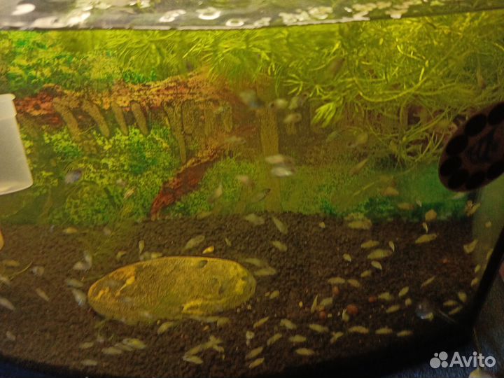 Аквариумные рыбки