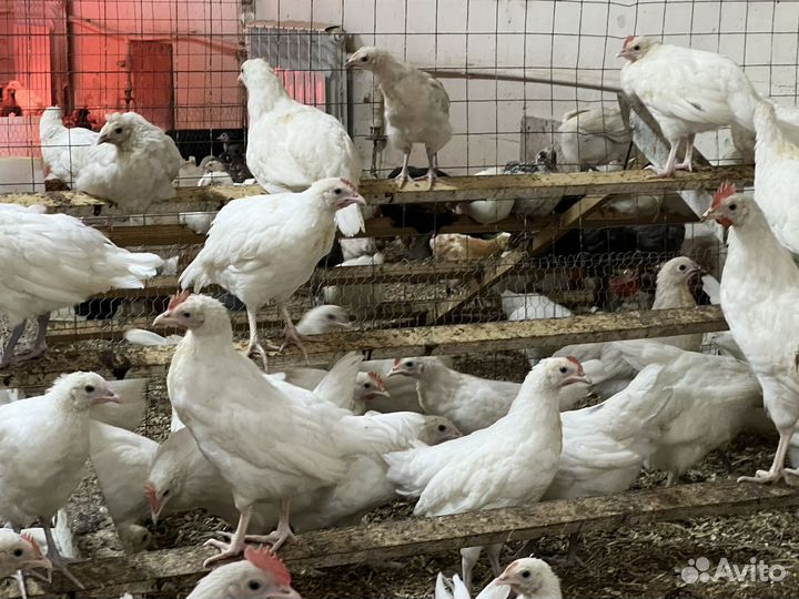 Куры молодки несушки